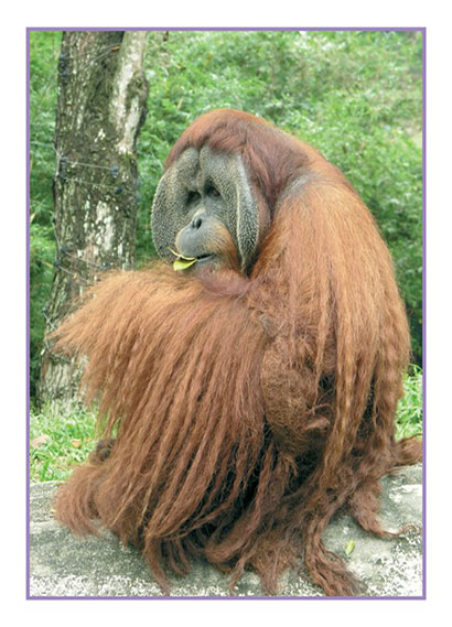 القرود - سلسلة حيوانات مدهشة في العالم - غلاف مُقوّى