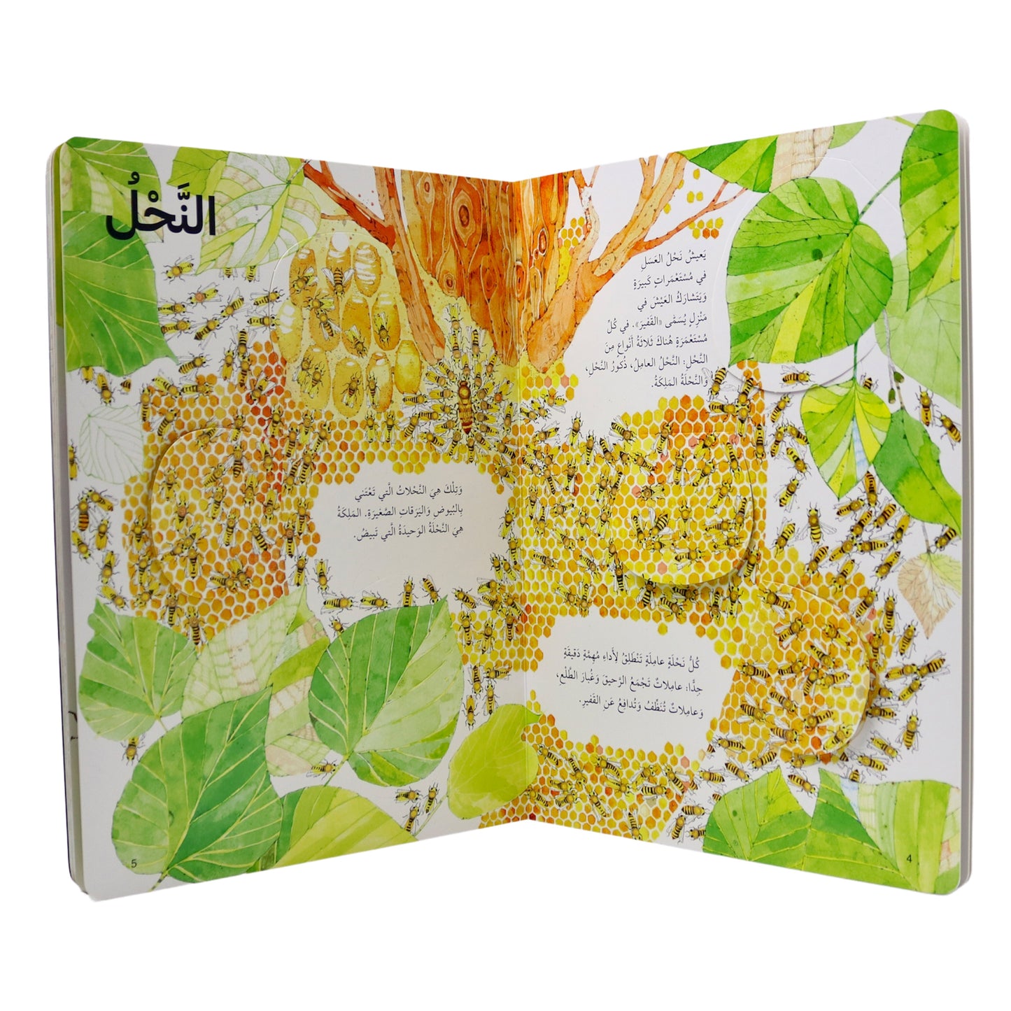 اكتشف عالم الحشرات - افتح النافذة واكتشف بأكثر من 50 طية داخل الكتاب - ورق مُقوّى