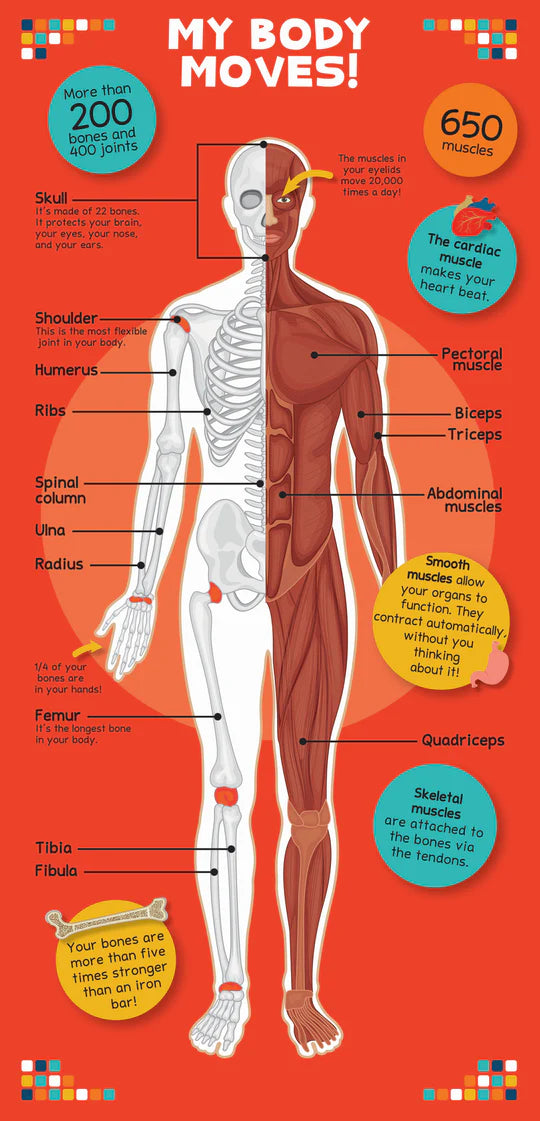 The Human Body Book