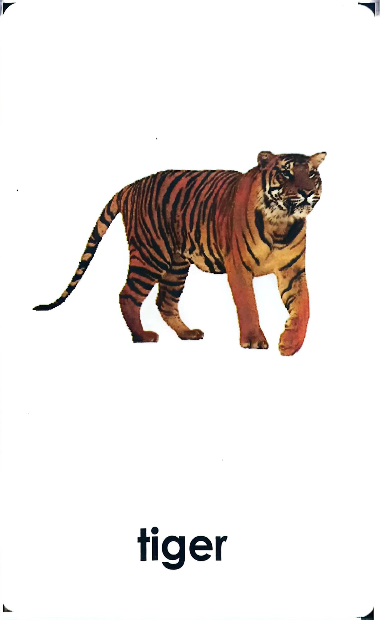 Wild Animals - Quality Pre -reading Preparation & Reading Matching Cards