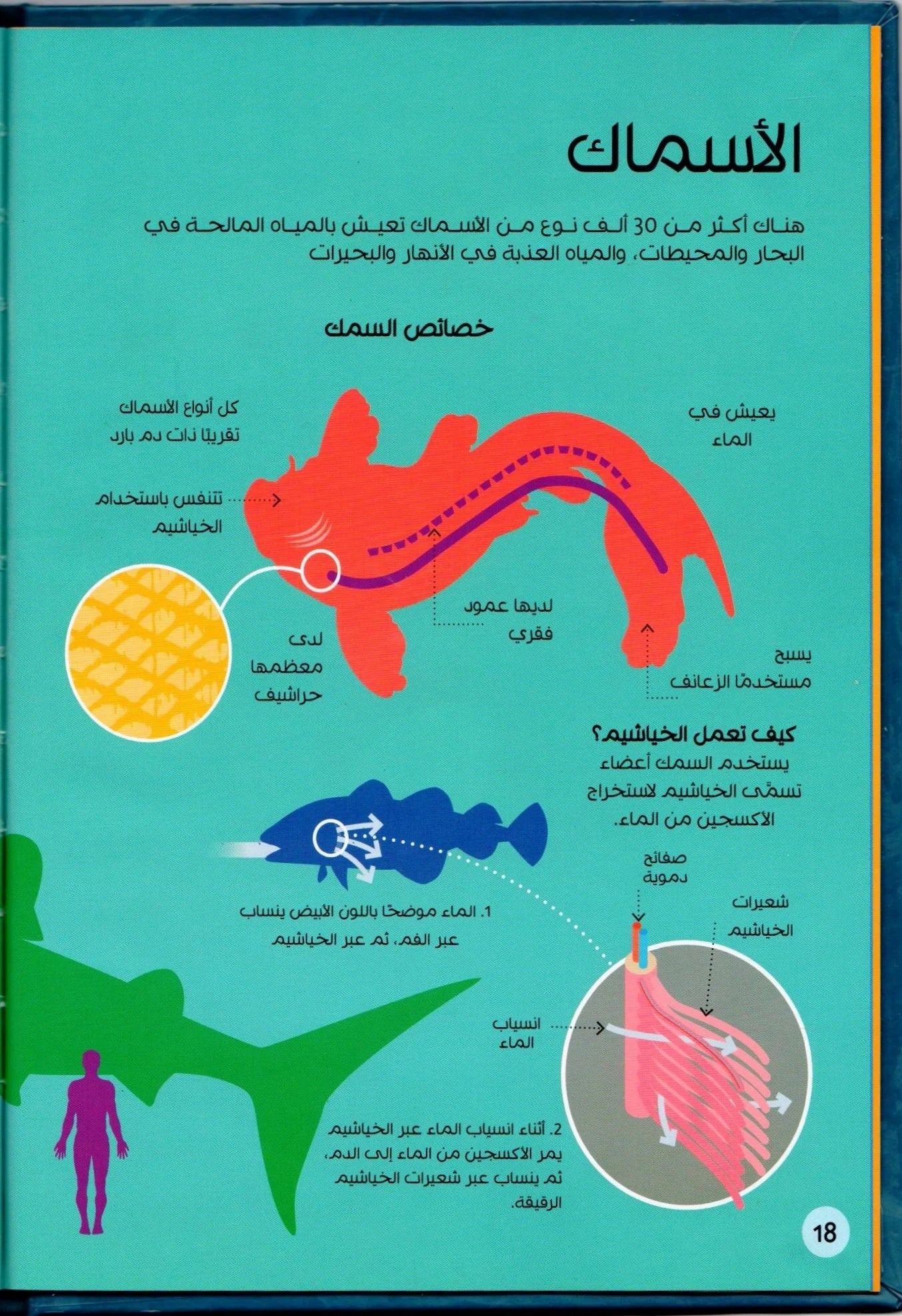 المملكة الحيوانية - سلسلة عالم البيانات التفاعلية - غلاف مُقوّى