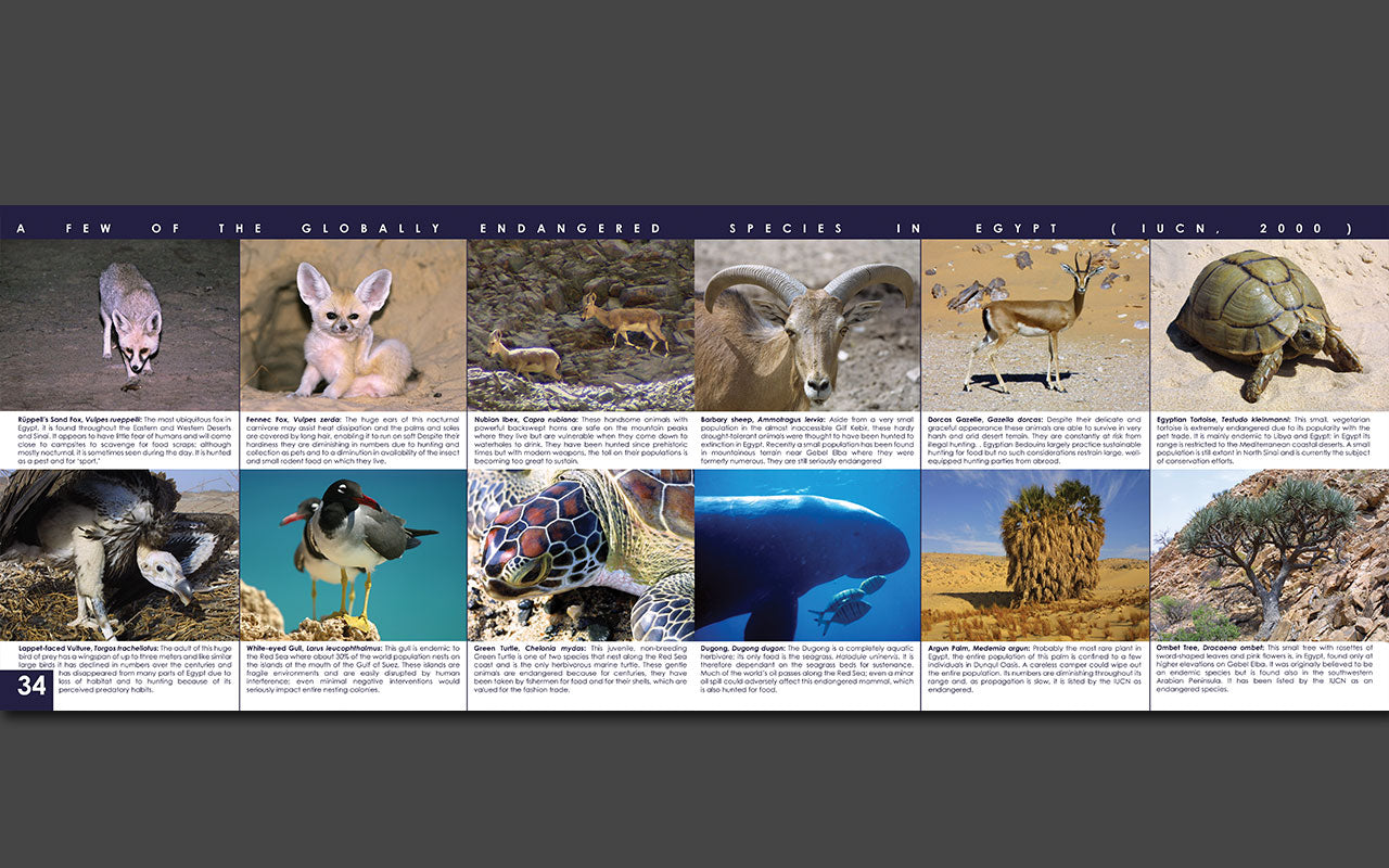 Egypt's Wilderness and the Quest for Conservation