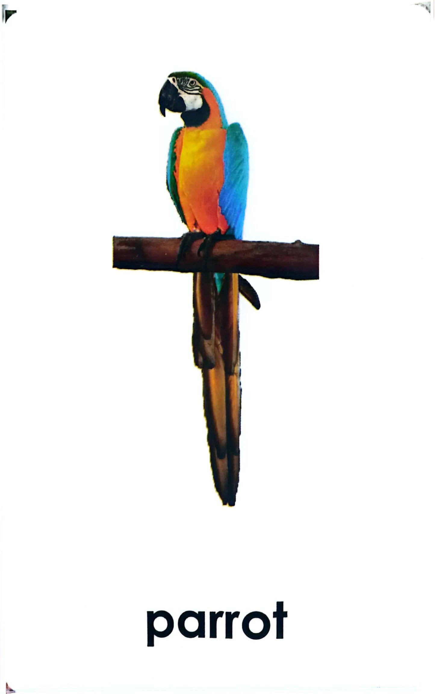 Wild Animals - Quality Pre -reading Preparation & Reading Matching Cards